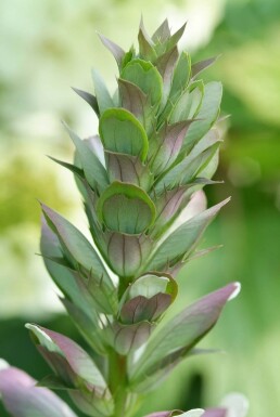 Acanthus mollis