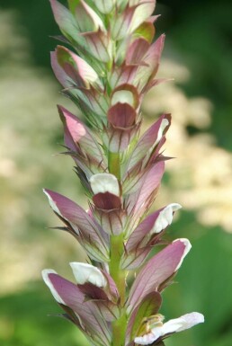 Acanthus mollis