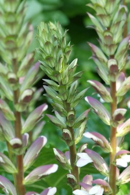 Acanthus mollis