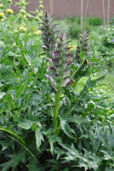 Acanthus spinosus Acanthus spinosus