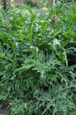 Acanthus spinosus