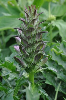 Acanthus spinosus