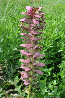 Acanthus spinosus