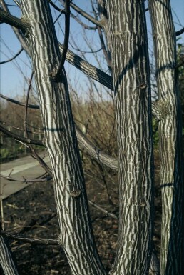 Acer davidii Strauch 30-40 cm