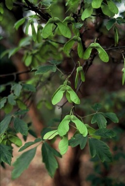 Acer griseum