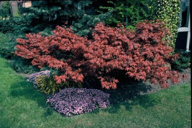 Acer palmatum 'Atropurpureum'