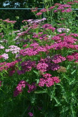 Achillea millefolium 'Cerise Queen'