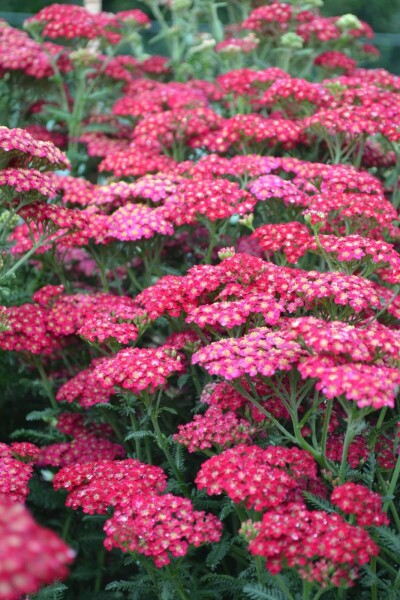 Achillea millefolium 'Red Velvet' Achillea millefolium 'Red Velvet'