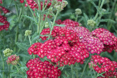 Achillea millefolium 'Red Velvet'