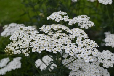 Achillea millefolium 'Schneetaler'