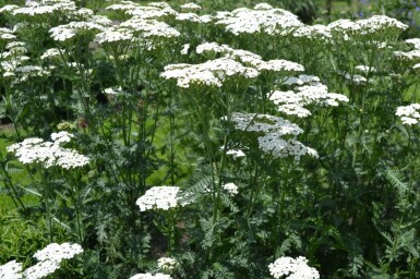 Achillea millefolium 'Schneetaler'