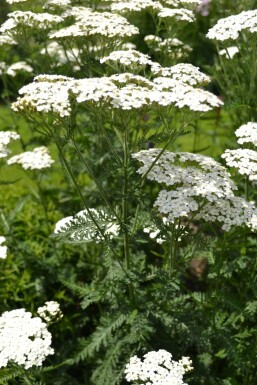 Achillea millefolium 'Schneetaler'