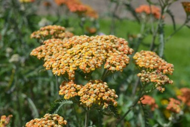 Achillea millefolium 'Terracotta'