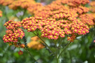 Achillea millefolium 'Walther Funcke'