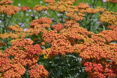 Achillea millefolium 'Walther Funcke'