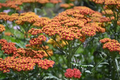 Achillea millefolium 'Walther Funcke'