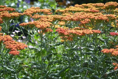 Achillea millefolium 'Walther Funcke'