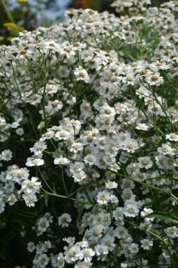 Achillea ptarmica 'The Pearl'