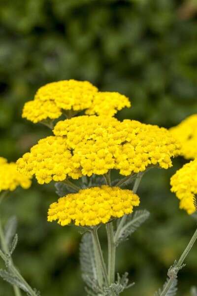 Achillea tomentosa Achillea tomentosa