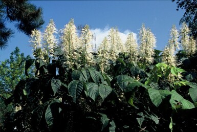 Aesculus parviflora