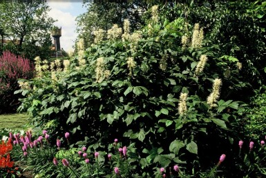 Aesculus parviflora