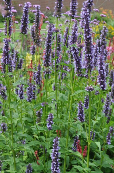 Agastache 'Black Adder'