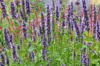 Agastache 'Black Adder'