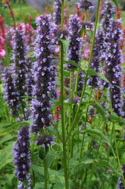 Agastache 'Black Adder'