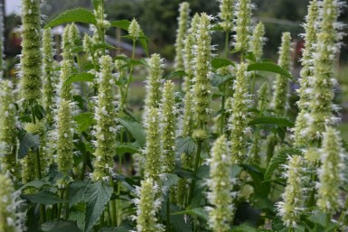 Agastache rugosa 'Alabaster'