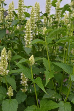 Agastache rugosa 'Alabaster'