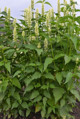 Agastache rugosa 'Alabaster'