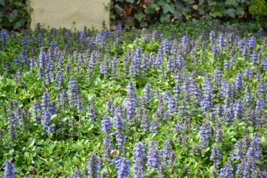 Ajuga reptans