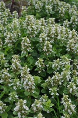 Ajuga reptans 'Alba'