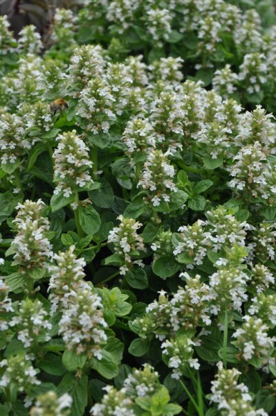 Ajuga reptans 'Alba'