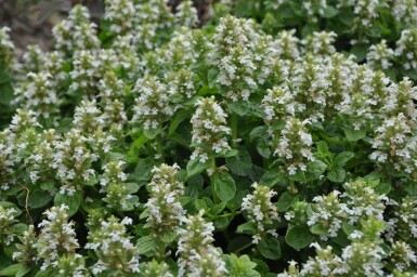 Ajuga reptans 'Alba'