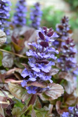 Ajuga reptans 'Atropurpurea'