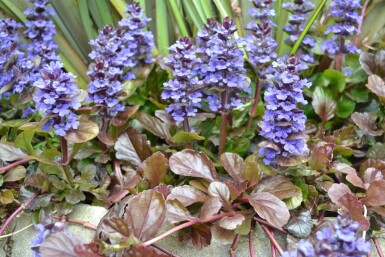 Ajuga reptans 'Atropurpurea'