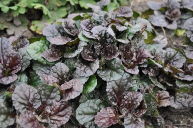 Ajuga reptans 'Black Scallop'