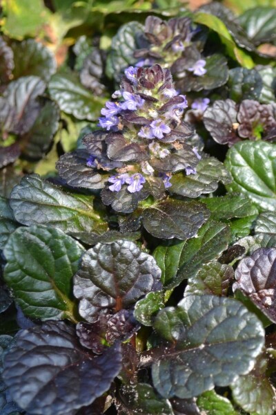 Ajuga reptans 'Black Scallop' Ajuga reptans 'Black Scallop'