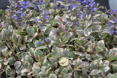 Ajuga reptans 'Burgundy Glow'