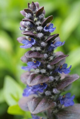 Ajuga reptans 'Catlin's Giant'