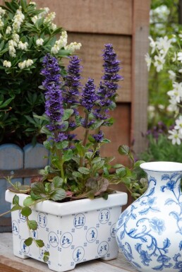 Ajuga reptans 'Catlin's Giant'