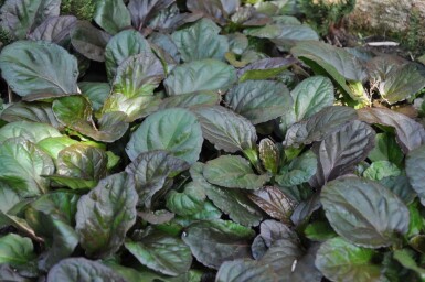 Ajuga reptans 'Catlin's Giant'