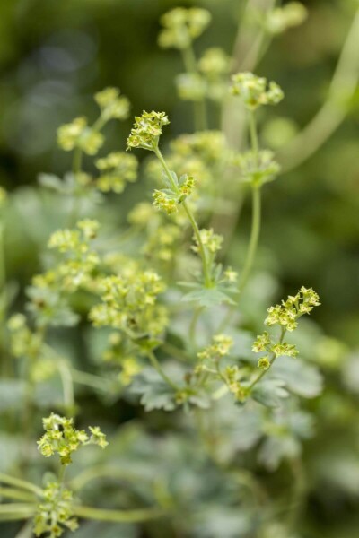 Alchemilla erythropoda Alchemilla erythropoda