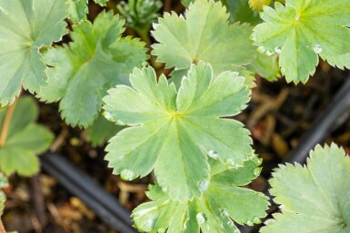 Alchemilla erythropoda