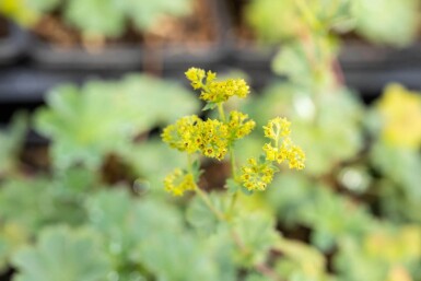 Alchemilla erythropoda