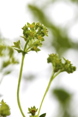 Alchemilla erythropoda