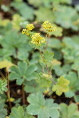 Alchemilla erythropoda