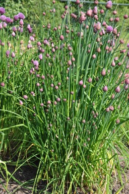 Allium schoenoprasum