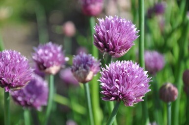 Allium schoenoprasum